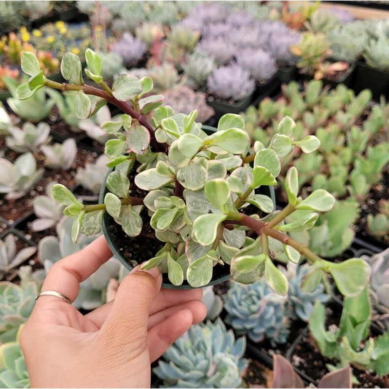 Portulacaria Afra Elephant Bush Succulent Live Plant – 2 Inch Pot – Indoor & Outdoor - Image 4