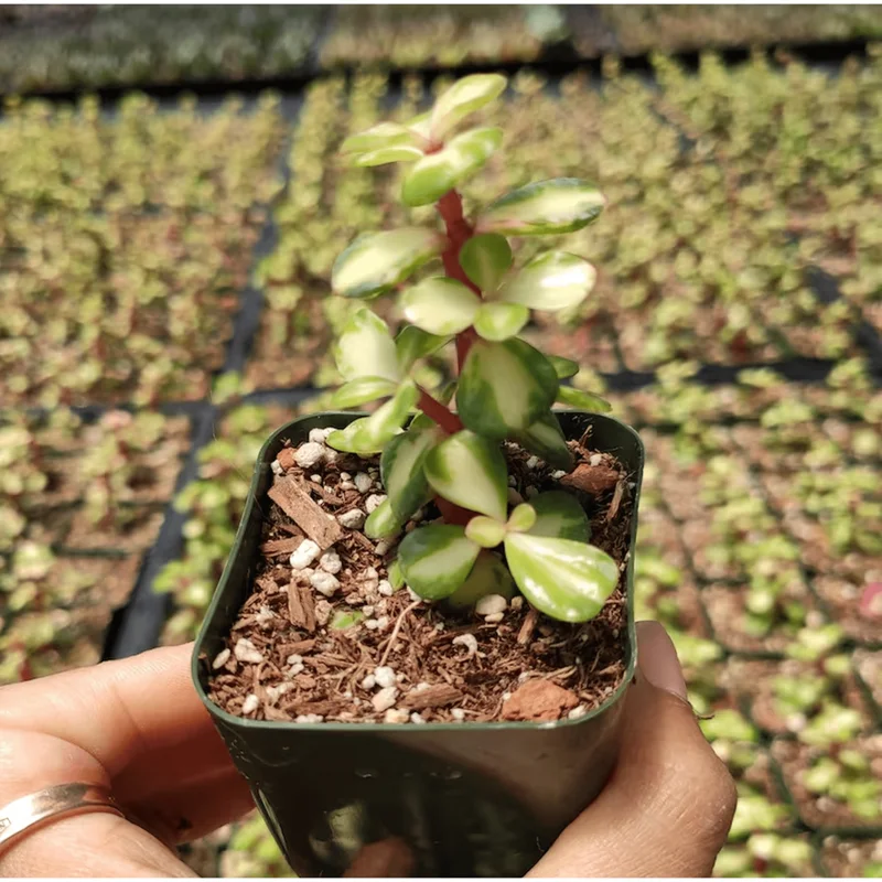 Portulacaria Afra Elephant Bush Succulent Live Plant – 2 Inch Pot – Indoor & Outdoor - Image 5