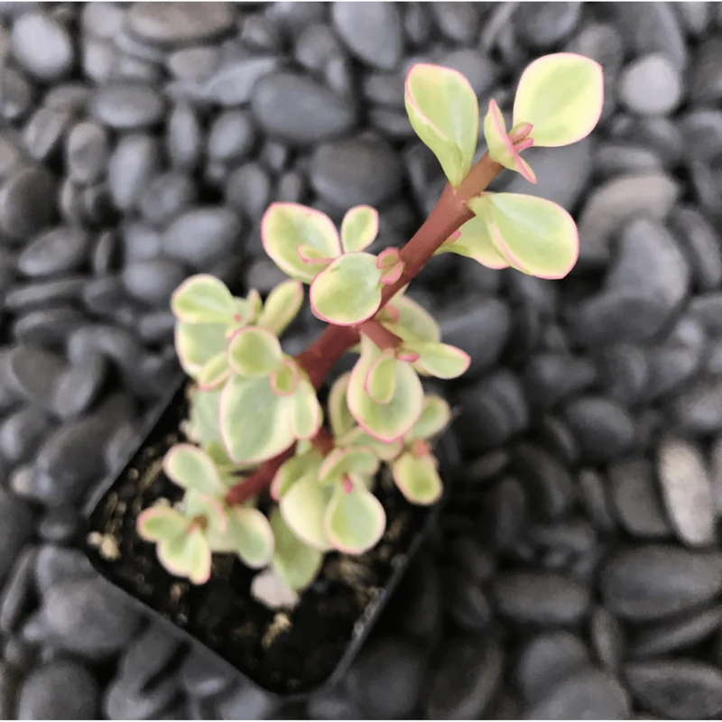Portulacaria Afra Elephant Bush Succulent Live Plant – 2 Inch Pot – Indoor & Outdoor - Image 6
