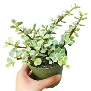 Portulacaria Afra Elephant Bush Succulent Live Plant – 2 Inch Pot – Indoor & Outdoor - Image 1