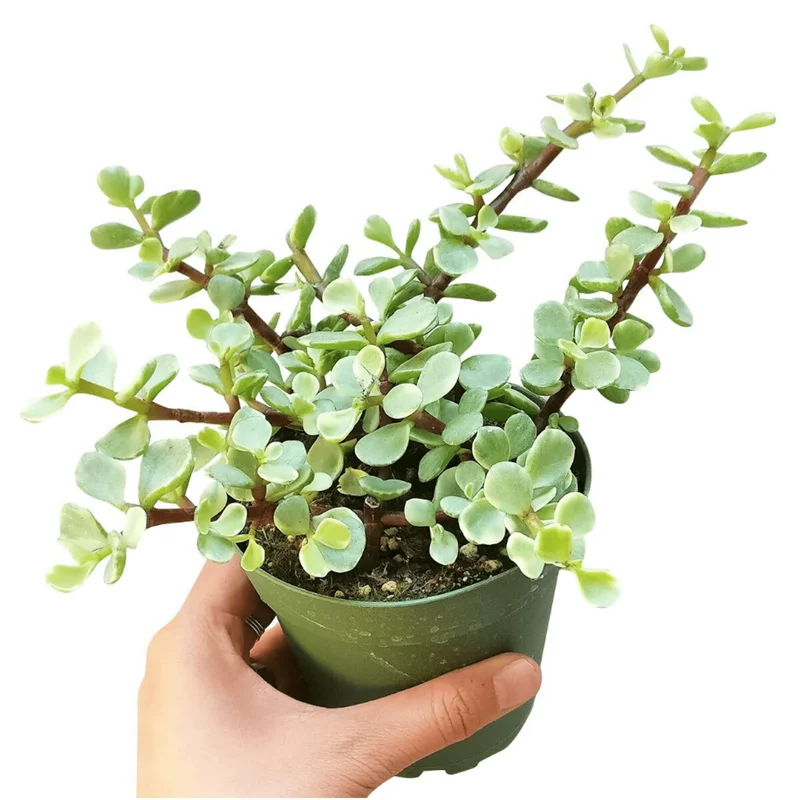 Portulacaria Afra Elephant Bush Succulent Live Plant – 2 Inch Pot – Indoor & Outdoor - Image 1