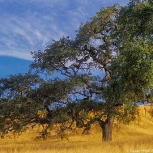 Post Oak Tree Live Plant (Quercus stellata) - 18+ Inches Tall - Outdoor Bare Root - Image 3
