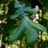 Post Oak Tree Live Plant (Quercus stellata) - 18+ Inches Tall - Outdoor Bare Root - Image 1