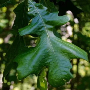 Post Oak Tree Live Plant (Quercus stellata) - 18+ Inches Tall - Outdoor Bare Root - Image 1