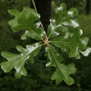 Post Oak Tree (Quercus stellata) Live Plant - 18+ Inches Tall, Bare Root, Outdoor - Image 2
