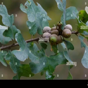 Post Oak Tree (Quercus stellata) Live Plant - 18+ Inches Tall, Bare Root, Outdoor - Image 4