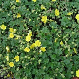 Potentilla Neumanni Nana Seeds – 1000 Pack – Yellow Flowers – Outdoor Groundcover - Image 2