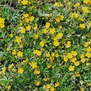 Potentilla Neumanniana Nana Seeds – 1000 Count – Yellow Flowering Groundcover - Image 1