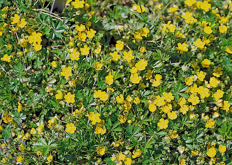 Potentilla Neumanniana Nana Seeds – 1000 Count – Yellow Flowering Groundcover - Image 1