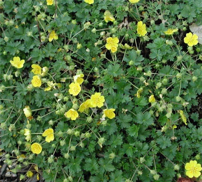 Potentilla Neumanniana Nana Seeds – 1000 Count – Yellow Flowering Groundcover - Image 2