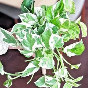 Pothos Pearls and Jade Seeds - 10 Devil's Ivy Variegated Indoor House Plant Seeds - Image 2