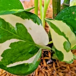 Pothos Pearls and Jade Seeds - 10 Devil's Ivy Variegated Indoor House Plant Seeds - Image 3