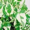 Pothos Pearls and Jade Seeds - 10 Devil's Ivy Variegated Indoor House Plant Seeds - Image 1