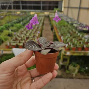 Primulina Sinovietnamia Live Plant – Gesneriad – 2 Inch Pot – Indoor Houseplant - Image 2