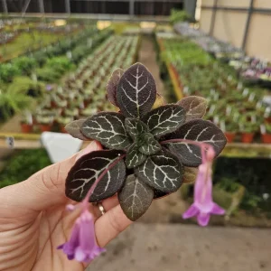 Primulina Sinovietnamia Live Plant – Gesneriad – 2 Inch Pot – Indoor Houseplant - Image 1