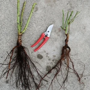 Princess Charlene De Monaco Rose Bare Root, Hybrid Tea, Pink Apricot Flowers, 3-7 Inch Tall - Image 2