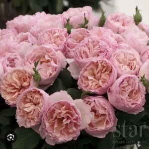 Princess Charlene De Monaco Rose Bare Root, Hybrid Tea, Pink Apricot Flowers, 3-7 Inch Tall - Image 1
