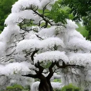 - Image 1