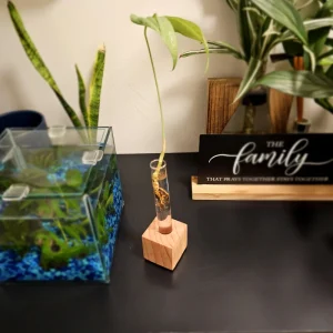 Propagation Station for Plant Cuttings - Hydroponic Gardening Vase - Image 3