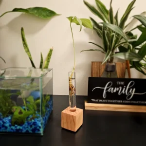 Propagation Station for Plant Cuttings - Hydroponic Gardening Vase - Image 4