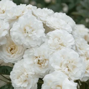 Prosperity White Climbing Rose Live Plant – Fragrant & Well-Rooted – 4-6 Inch Tall - Image 3