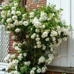 Prosperity White Climbing Rose Live Plant – Fragrant & Well-Rooted – 4-6 Inch Tall - Image 5