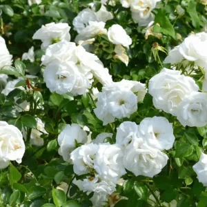 Prosperity White Climbing Rose Live Plant – Fragrant & Well-Rooted – 4-6 Inch Tall - Image 7