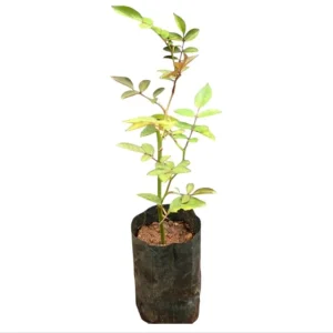 Prosperity White Climbing Rose Live Plant – Fragrant & Well-Rooted – 4-6 Inch Tall - Image 8