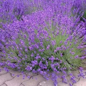 Provence Lavender Live Plant Plug - 3-6 Inch Tall - Fragrant Purple Flowers - Image 3