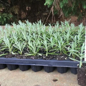 Provence Lavender Live Plant Plug - 3-6 Inch Tall - Fragrant Purple Flowers - Image 5