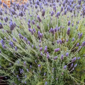 Provence Lavender Live Plant Plugs - Set of 2, 2-6 Inch Tall, Fragrant Purple Flowers, Outdoor Herb - Image 3