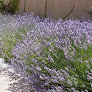 Provence Lavender Live Plant Plugs - Set of 2, 2-6 Inch Tall, Fragrant Purple Flowers, Outdoor Herb - Image 4
