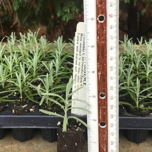 Provence Lavender Live Plant Plugs - Set of 2, 2-6 Inch Tall, Fragrant Purple Flowers, Outdoor Herb - Image 6