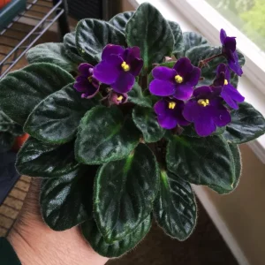 Purple African Violet Live Plant – 4 Inch Pot – Blooming Indoor Houseplant - Image 2