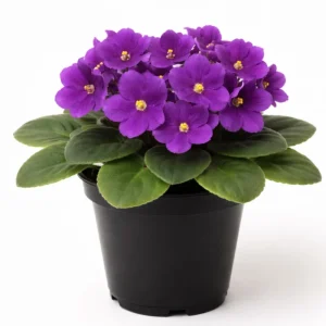 Purple African Violet Live Plant – 4 Inch Pot – Blooming Indoor Houseplant - Image 1