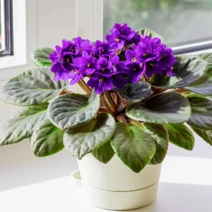 Purple African Violet Live Plant – 4 Inch Pot – Blooming Indoor Houseplant - Image 3