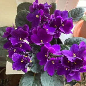 Purple African Violet Live Plant – 4 Inch Pot – Blooming Indoor Houseplant - Image 4