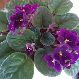 Purple African Violet Live Plant – 4 Inch Pot – Blooming Indoor Houseplant - Image 5