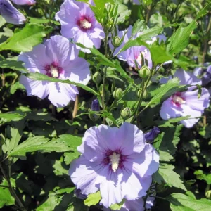 Purple Althea Rose of Sharon Tree Live Plant, 1 Year Old Seedling, Quart Pot, Outdoor - Image 3