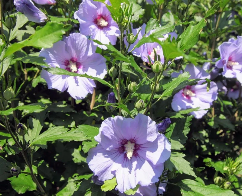 Purple Althea Rose of Sharon Tree Live Plant, 1 Year Old Seedling, Quart Pot, Outdoor - Image 3
