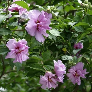 Purple Althea Rose of Sharon Tree Live Plant, 1 Year Old Seedling, Quart Pot, Outdoor - Image 5