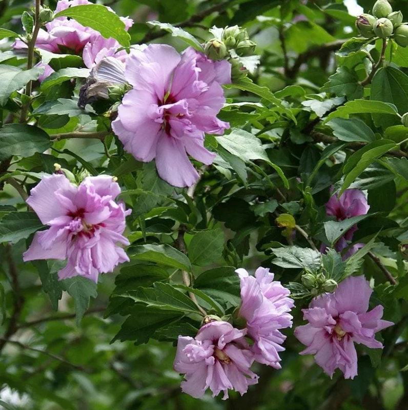 Purple Althea Rose of Sharon Tree Live Plant, 1 Year Old Seedling, Quart Pot, Outdoor - Image 5
