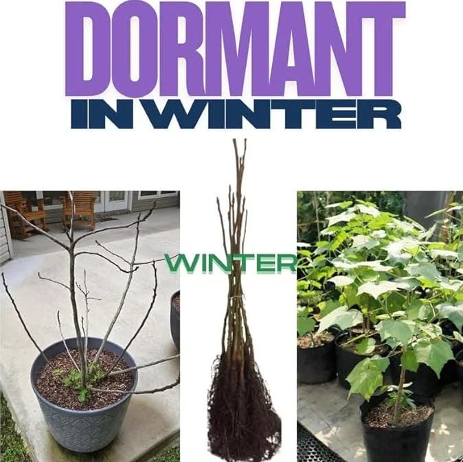 Purple Althea Rose of Sharon Tree Live Plant, 1 Year Old Seedling, Quart Pot, Outdoor - Image 7