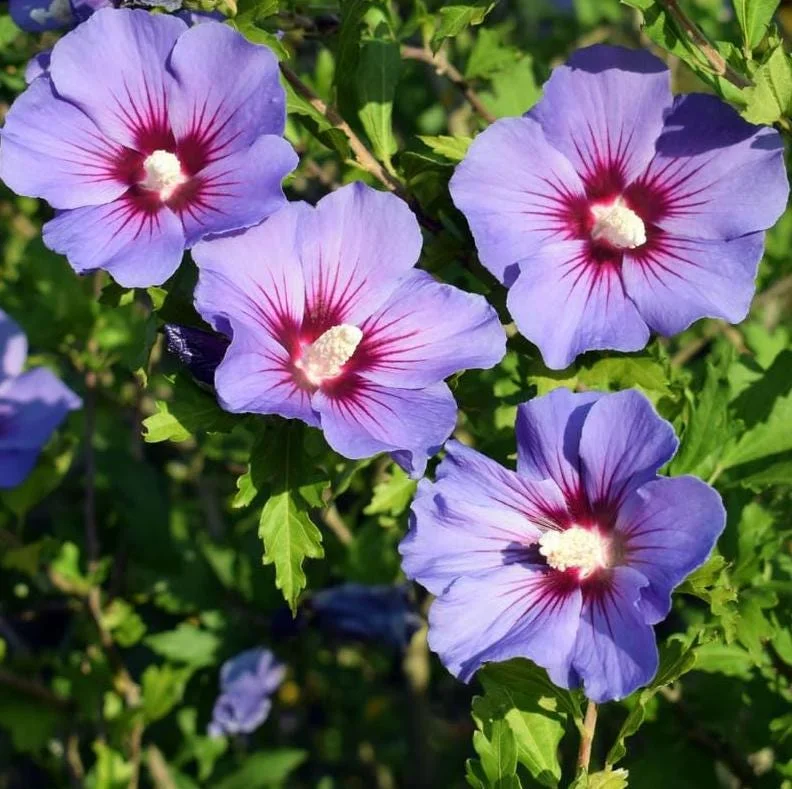 Purple Althea Rose of Sharon Tree Live Plant, 1 Year Old Seedling, Quart Pot, Outdoor - Image 1