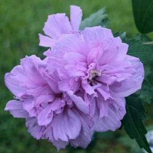 Purple Althea Rose of Sharon Tree Live Plant, Quart Pot, Outdoor, Cold Hardy - Image 4