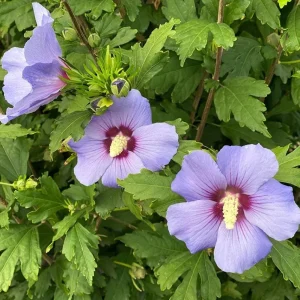 Purple Althea Rose of Sharon Tree Live Plant, Quart Pot, Outdoor, Cold Hardy - Image 6