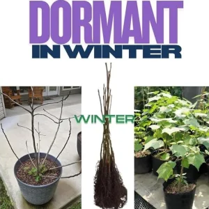 Purple Althea Rose of Sharon Tree Live Plant, Quart Pot, Outdoor, Cold Hardy - Image 7