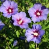 Purple Althea Rose of Sharon Tree Live Plant, Quart Pot, Outdoor, Cold Hardy - Image 1