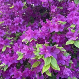 Purple Azalea Live Plant Rhododendron - 8-10 Inch Tall, 3 Inch Pot, Outdoor - Image 2