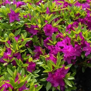 Purple Azalea Live Plant Rhododendron - 8-10 Inch Tall, 3 Inch Pot, Outdoor - Image 3